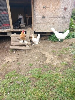 Predám milflerky - 2