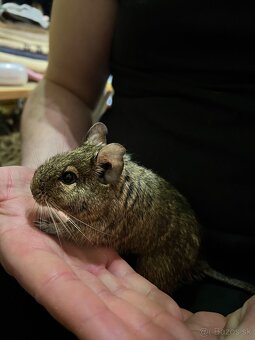 Osmak degu - 2