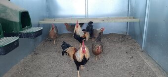 Vlaška Oranžovo krka nasadove vajcia - 2