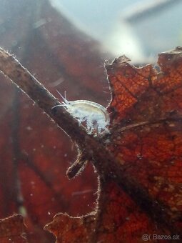 Živá potrava - mexický blešivec (gammarus) - 2