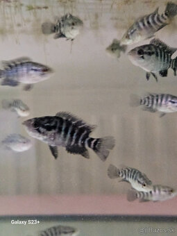 Parachromis Managuensis - 2
