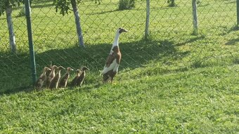 Predám kačence - indické bežce - 2