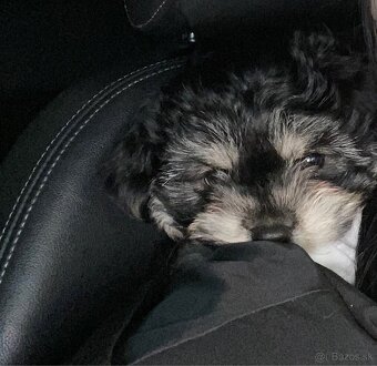 Rozkošné šteniatka MORKIE - 2