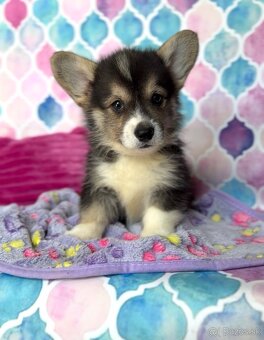 Welsh Corgi Pembroke s PP - 2