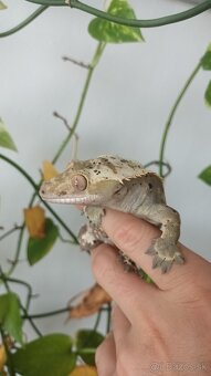 Pagekon riasnaty - 2