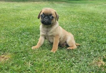 Mops - 2