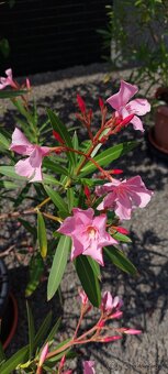 Oleander ružový - 2