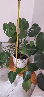 Monstera - 2