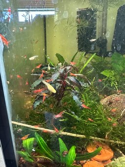 Krevetky Red Cherry – Neocaridina davidi - 2