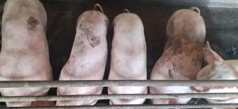 Domáce jatočné ošípané - 2