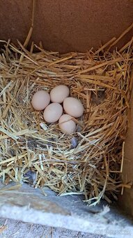 Násadové vajíčka ayam cemani - 2