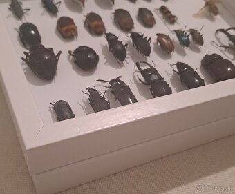 Zbierka chrobákov (chrobáky, hmyz) - 2