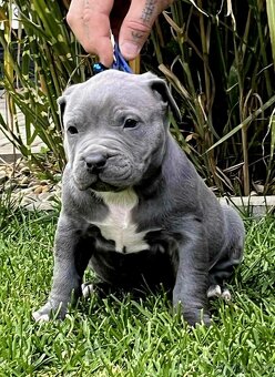 AMERICAN BULLY vek: 9 tyzdnov - 2