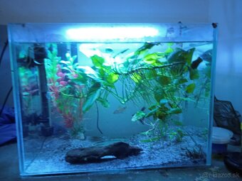 Předám akvárium s vybavením komplet - 2