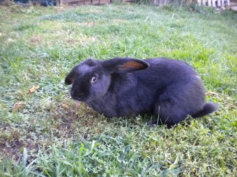 Predám 9-mesačného samca, - 2