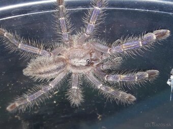 Tarantula, Vtackar, pavúk - 2