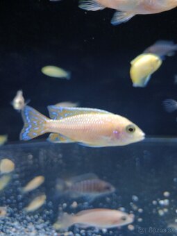 Aulonocara fire fish - 2