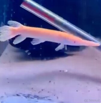 cichla intermedia+mix - 2