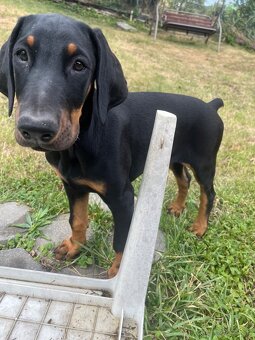 Doberman šteniatko- psík - 2