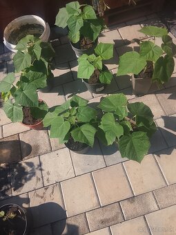 Paulownia - 2