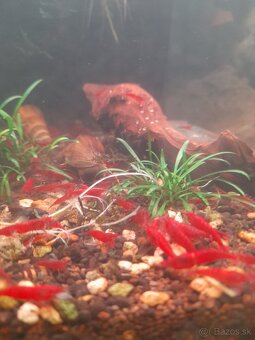 Predam krevetky Neocaridina Bloody Mary - 2