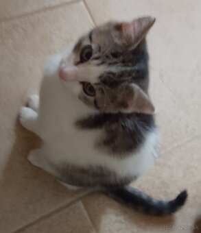 3 mesačná mačička - 2