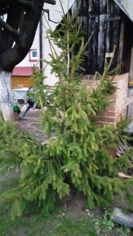 Darujem vianočný stromček 190cm a cacinu - 2