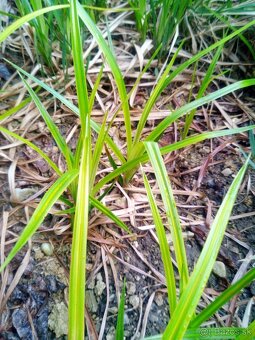 Okysličovacie rastliny do jazierka - 2