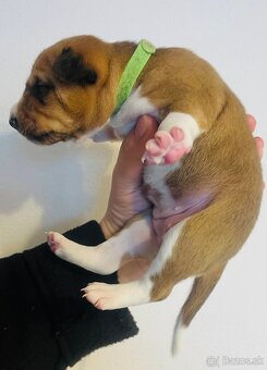Basenji s PP - 2