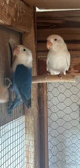 Agapornis fischer - 2