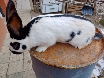 Nemecký obrovitý strakáč /NOS/ - 2