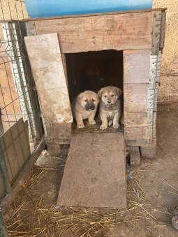 Predám šteniatka - 2