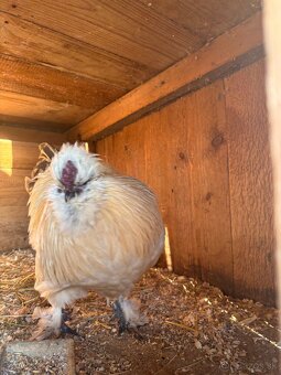 Hodvabnička- kohút - 2