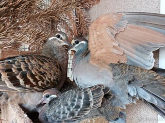 Holub bronzovokrídly - 2