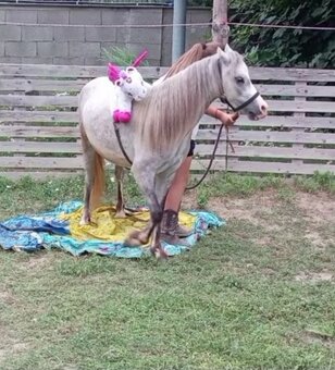 Pony kobylka - žrebná - 2