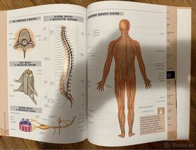 Atlas anatómie, Svet vedy a techniky, Oceány, Pravda - 2