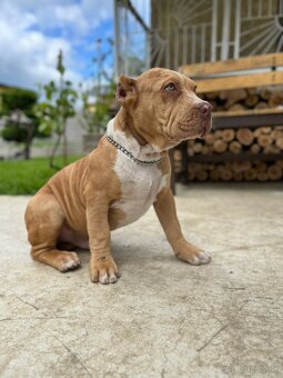American bully XL - 2