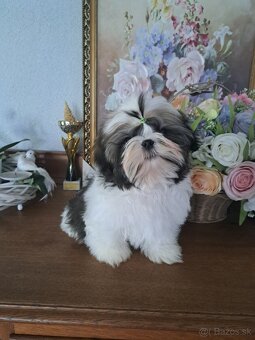Shih-tzu s PP / shi tzu / shi-tzu - 2
