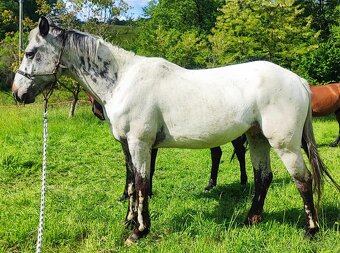 Appaloosa valach napredaj - 2