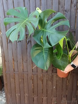 Monstera deliciosa 70-80 cm - 2