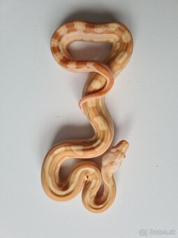 Veľhad Královský-Boa Constrictor tohto ročné - 2