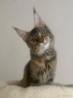 Mainská mývalia s PP, MCO , Maine Coon - 2