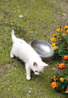 mačiatko za symbolickú cenu - 2