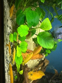 Anubias barteri - Akváriová rastlina - 2