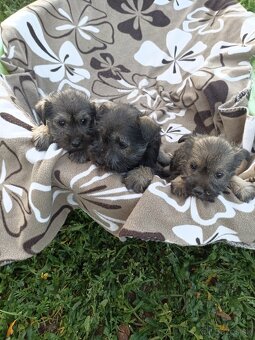 Bradac malý šteniatka - 2