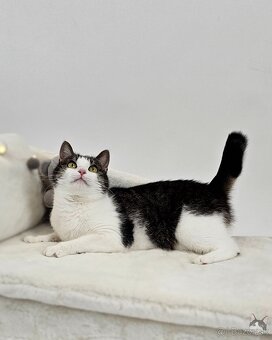 Mačička SAMANTA hľadá domov - 2