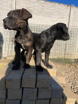 Americký bandog - 2