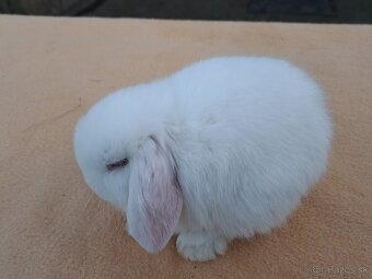 Zakrslý baranček - 2