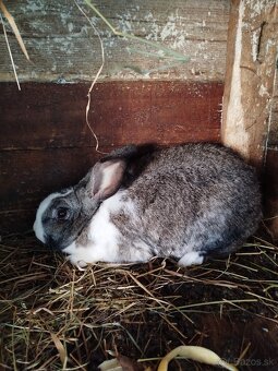 Predám zajace - 2