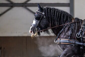 Pripúšťanie Írsky Cob - 2